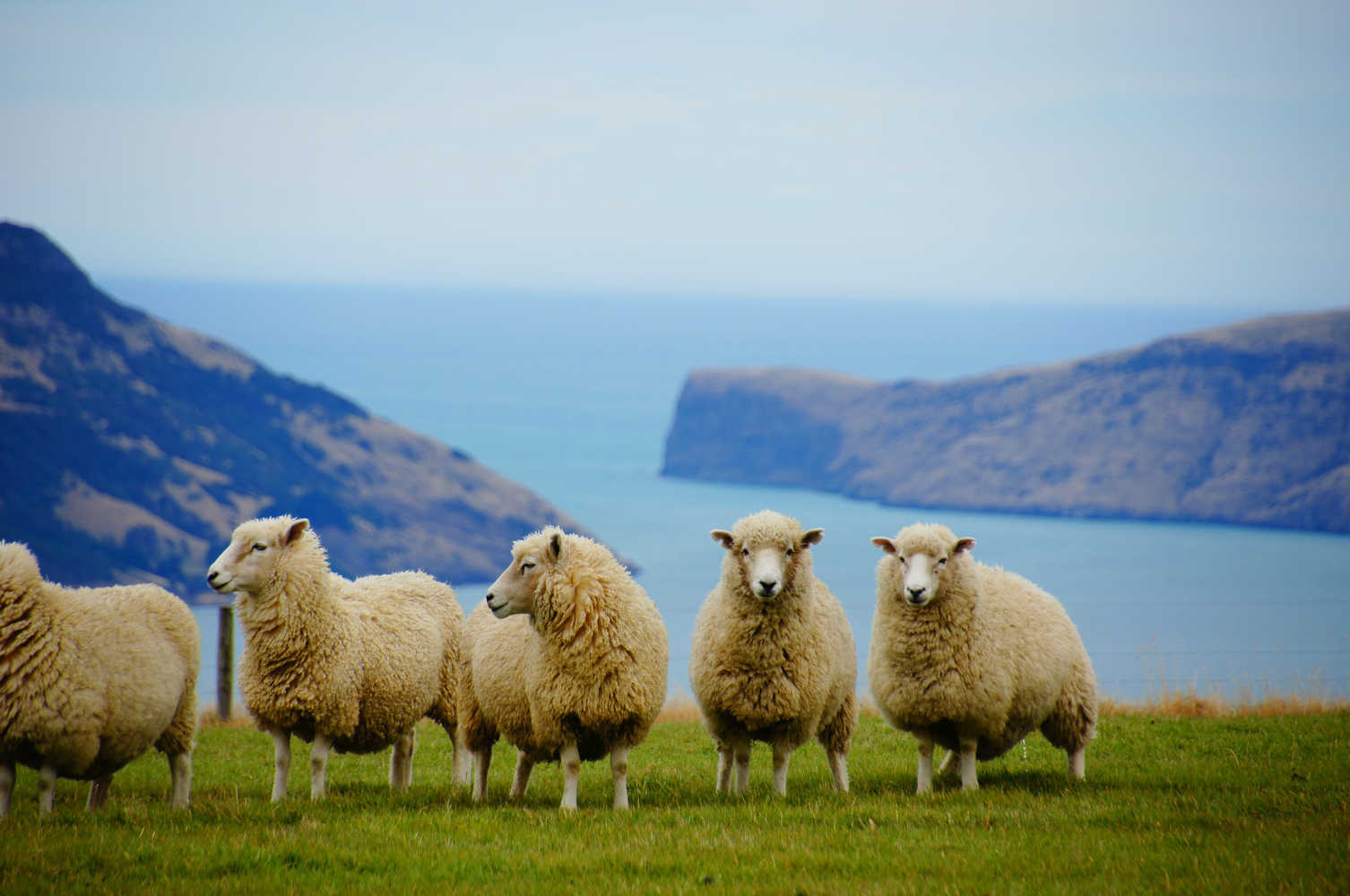Merino Schafe in Neuseeland